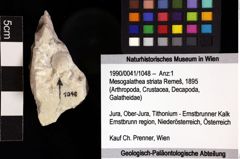 Foto (Objket + Etiketten) von Mesogalathea striata (Remeš, 1895) 